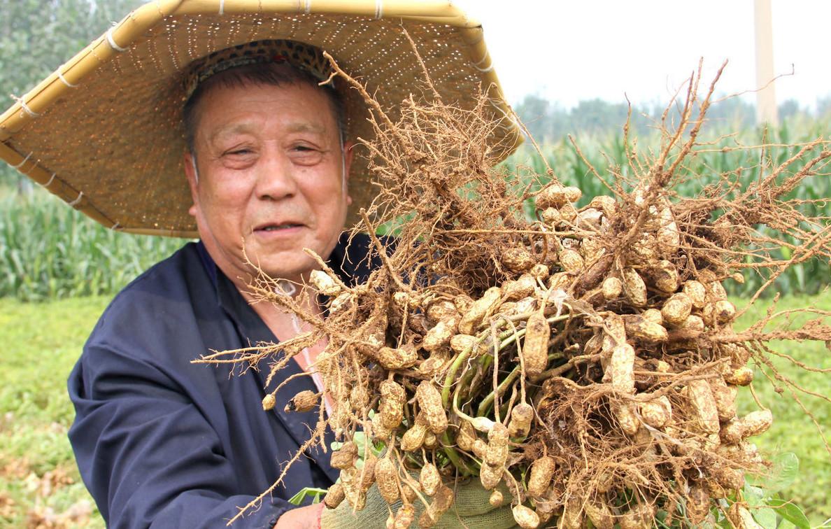 中牟花生最新价格，市场趋势与种植前景深度探讨