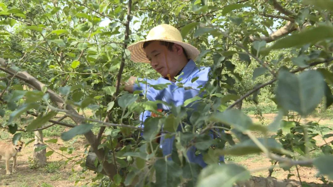 洛川苹果最新价格动态，探寻市场背后的故事