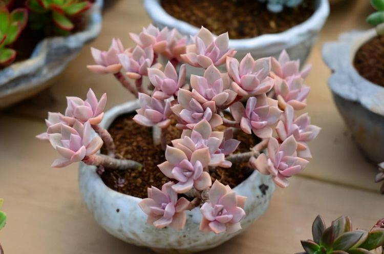 绿色小生命的魅力与养护之道，最新粉笔多肉种植指南