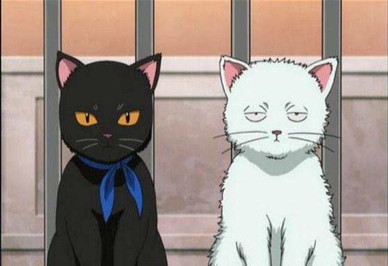 探索猫咪奇幻世界的最新动漫！