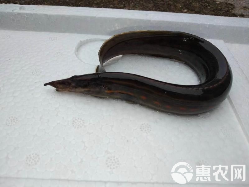中华刺鳅价格揭秘，探寻珍稀鱼种的背后价值