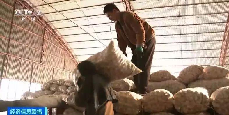 金乡大蒜最新行情，市场繁荣的魅力与机遇全面解析