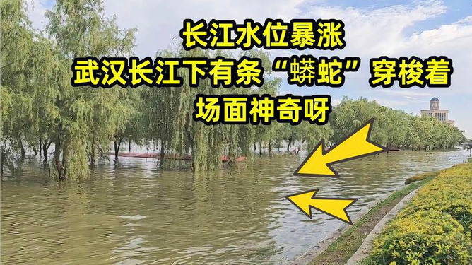 长江水位变化揭示自然力量与人类责任最新公告报告发布