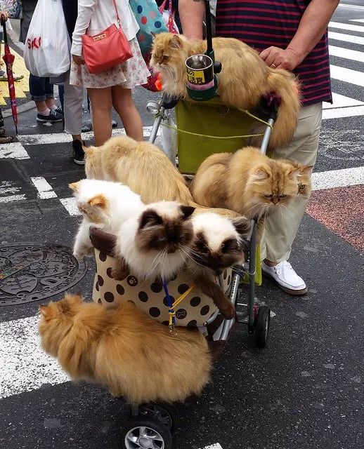 最新猫咪潮流，时尚宠物的魅力与风采展示