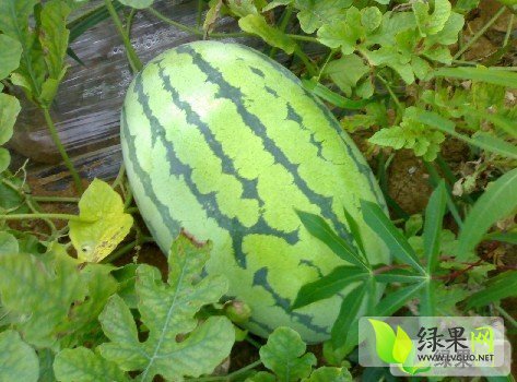 松原西瓜价格行情火热，市场热度持续上升，瓜香四溢的最新报价