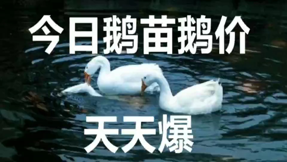 今日活鹅价格行情解析与深度分析