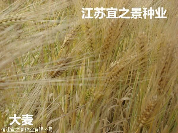 江苏大麦价格动态，农业市场的风云变幻与脉搏跳动