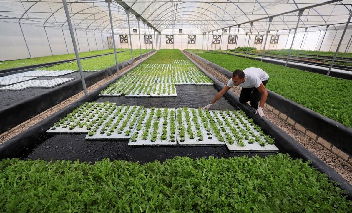 最新种植技术，重塑绿色未来的力量之源
