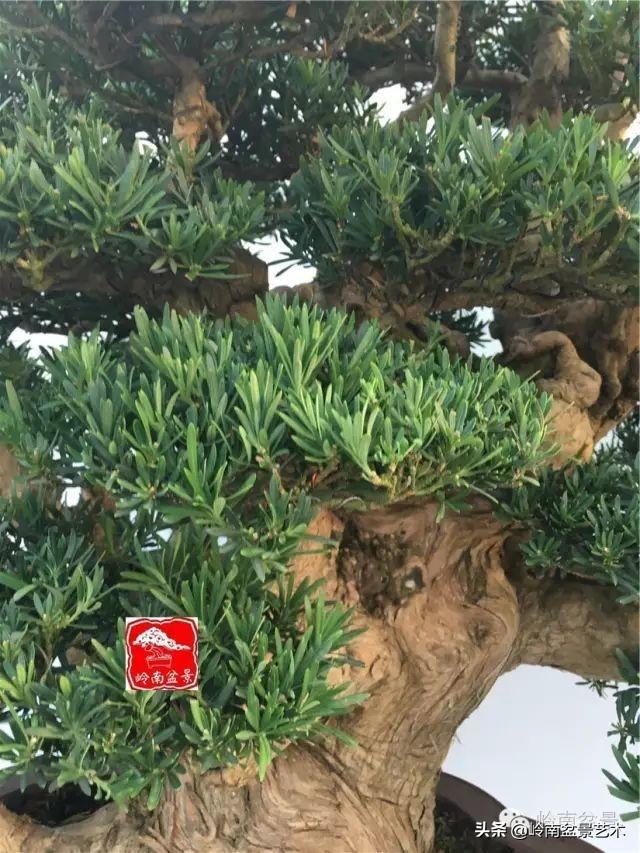股票最新动态，市场脉搏下的股价实时变动